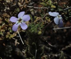 Jamesbrittenia fruticosa