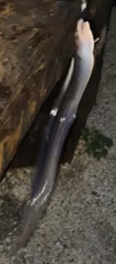 Conger oceanicus