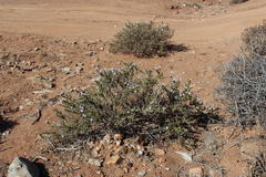 Jamesbrittenia fruticosa