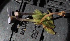 Jamesbrittenia fruticosa