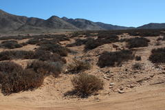 Jamesbrittenia fruticosa