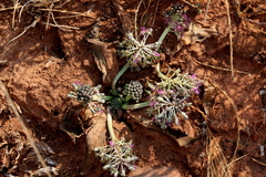Ledebouria leptophylla