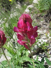 Hedysarum biebersteinii