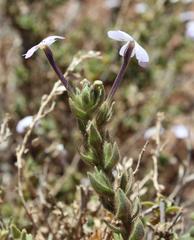 Jamesbrittenia fruticosa