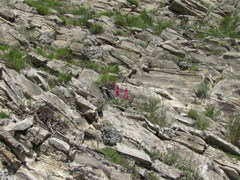 Hedysarum biebersteinii