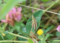 Chorthippus albomarginatus