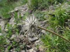 Pulsatilla violacea