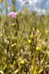 Agalinis skinneriana