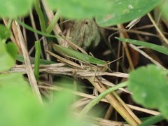 Chorthippus albomarginatus