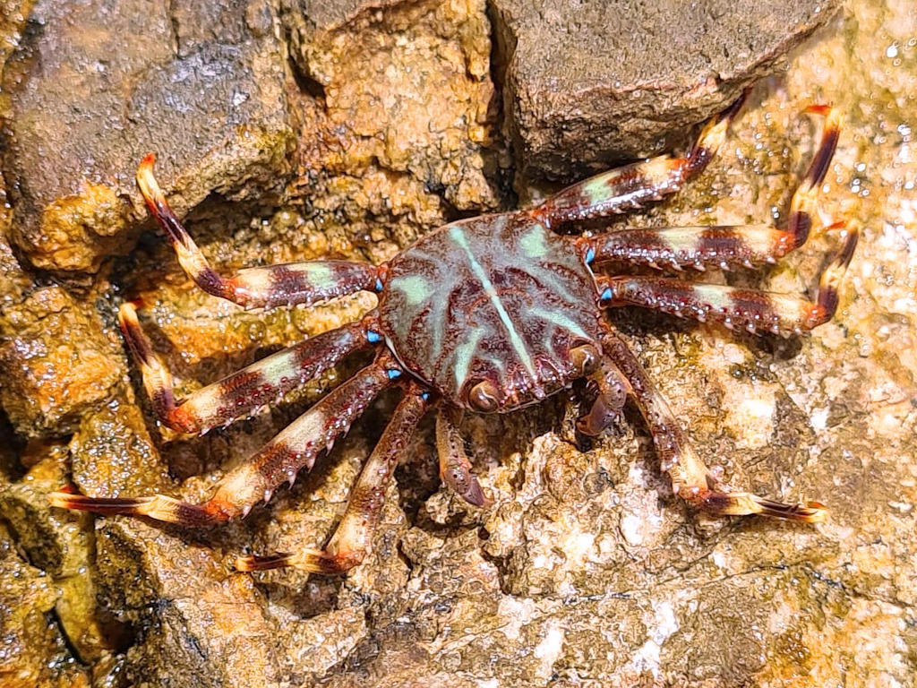 Cangrejo erizo (Percnon gibbesi) · Naturalista Costa Rica, image size:1024x768