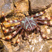 Nimble Spray Crab - Photo (c) Paolo Mazzei, some rights reserved (CC BY-NC)