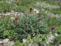 Hedysarum biebersteinii