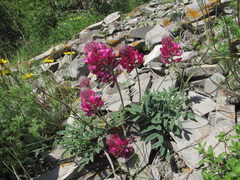 Hedysarum biebersteinii