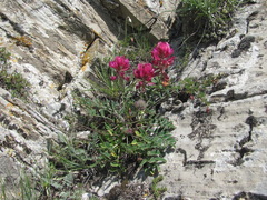 Hedysarum biebersteinii