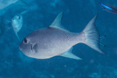 Canthidermis maculata