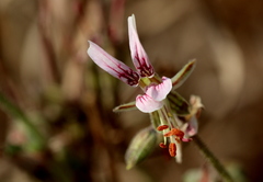 Pelargonium dolomiticum