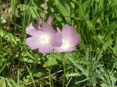 Sidalcea glaucescens
