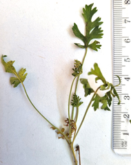 Pelargonium pillansii