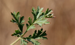 Pelargonium dolomiticum