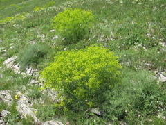 Bilacunaria microcarpos
