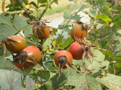 Rosa agrestis