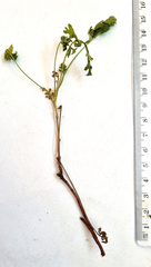 Pelargonium pillansii