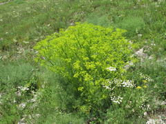 Bilacunaria microcarpos