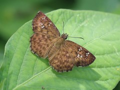 Carrhenes fuscescens