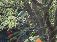 Rauenia bonariensis