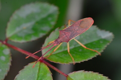 Gonocerus insidiator