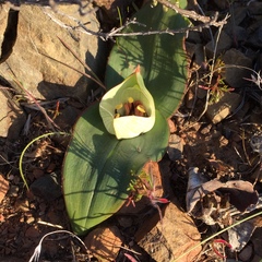 Colchicum coloratum burchellii