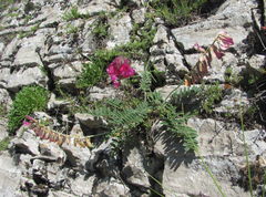 Hedysarum biebersteinii