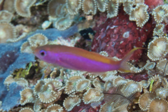Luzonichthys waitei