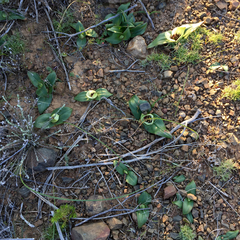 Colchicum coloratum burchellii