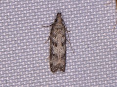 Dichomeris inversella
