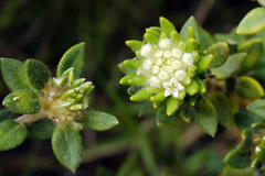 Phylica dioica