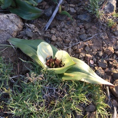 Colchicum coloratum burchellii