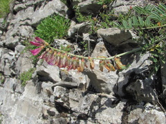 Hedysarum biebersteinii