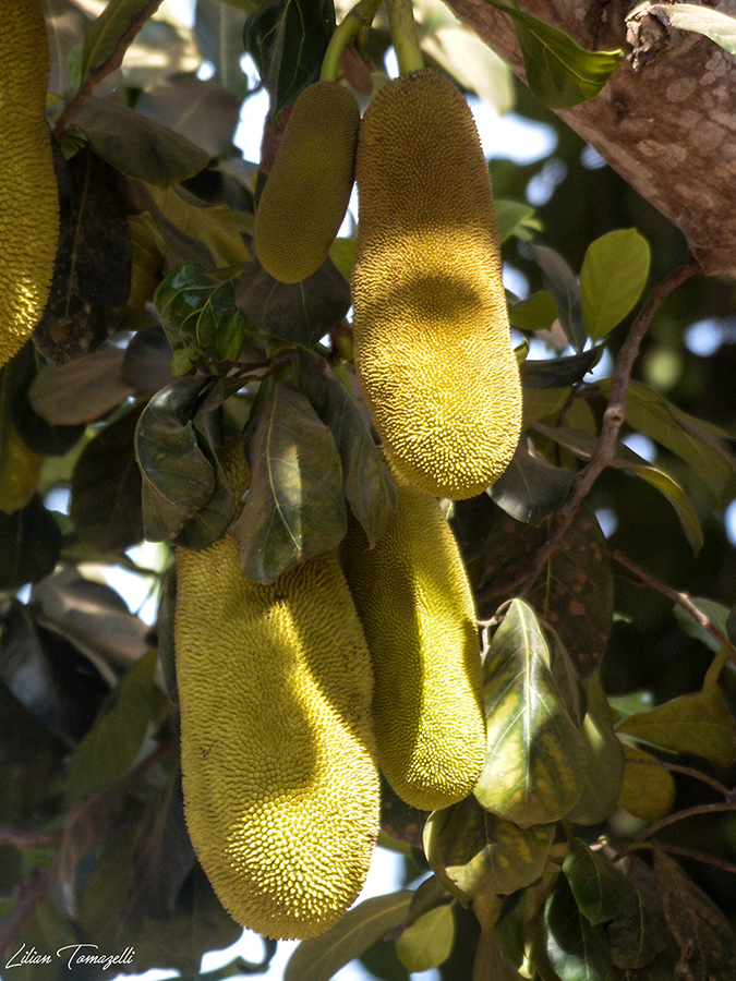Artocarpus heterophyllus