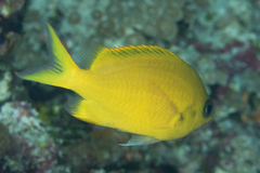Chromis