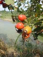 Rosa agrestis