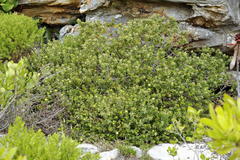 Phylica dioica