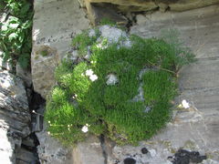Gypsophila tenuifolia
