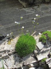 Gypsophila tenuifolia