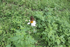 Anthanassa drusilla lelex