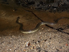 Cerberus schneiderii