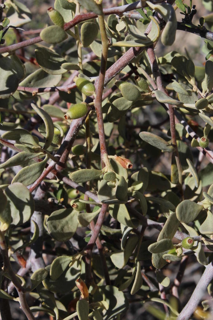 Septulina ovalis