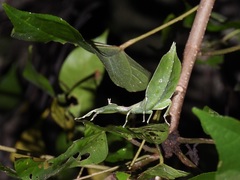 Cryptophyllium