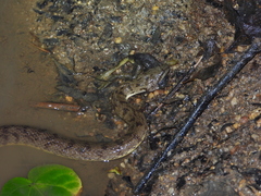 Cerberus schneiderii