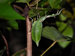 Cryptophyllium